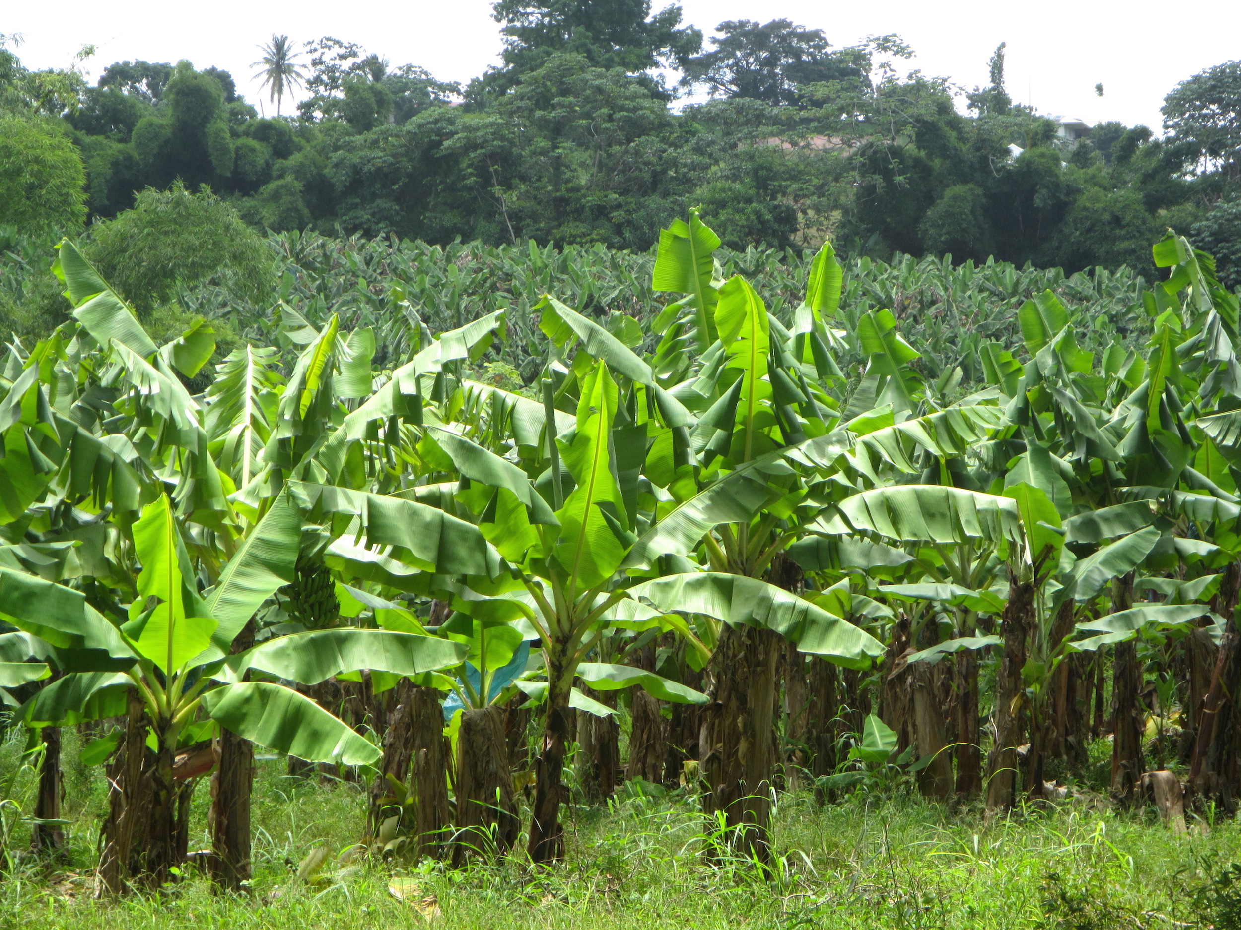 Chlordécone les ouvriers agricoles de la banane étaient en première